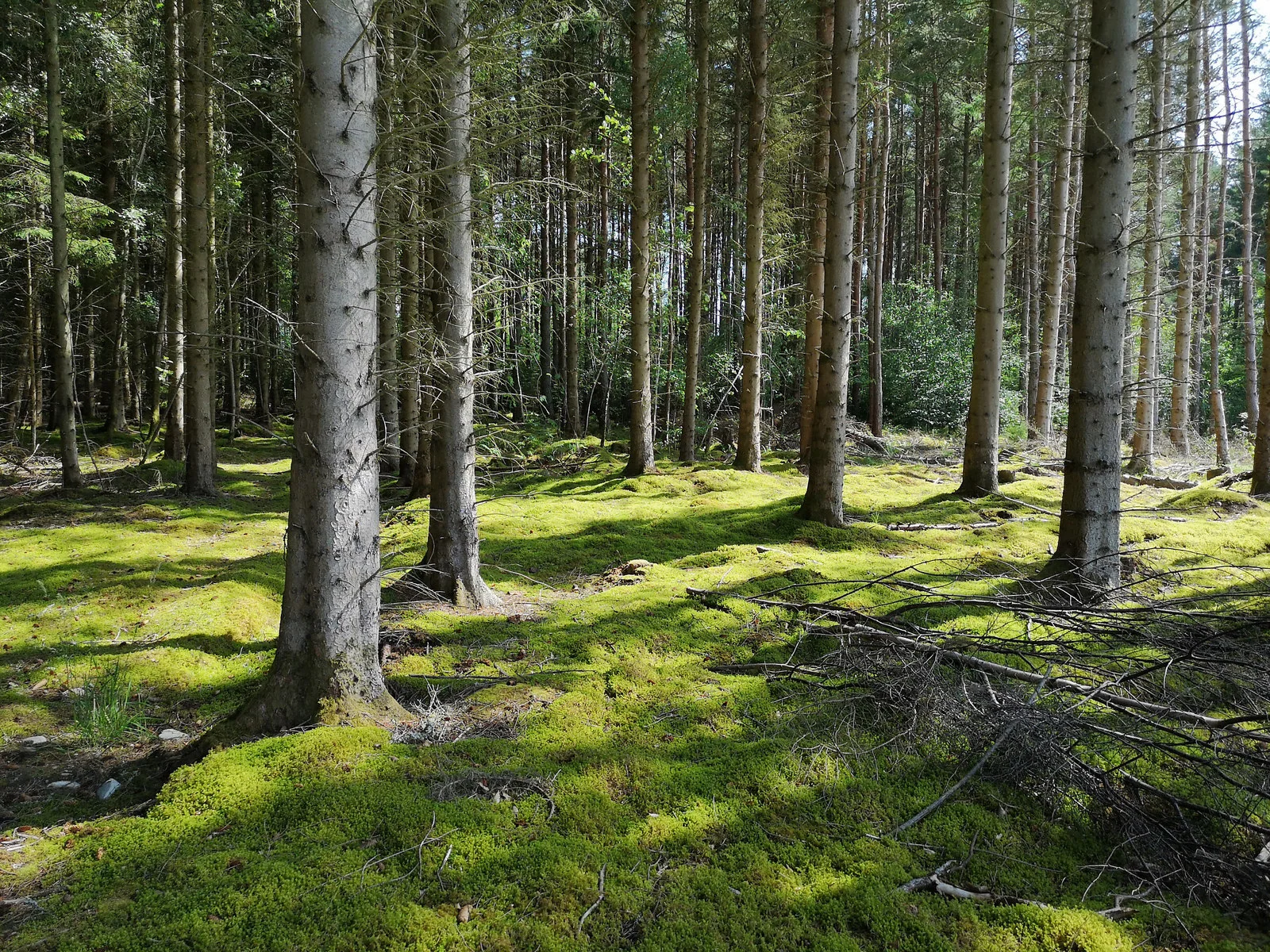 Fichtenreicher Nadelwald in Österreich